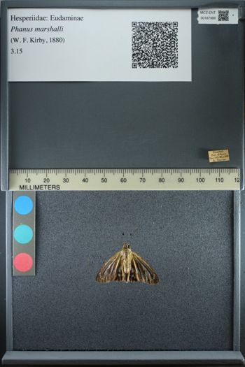 Media type: image;   Entomology 187988